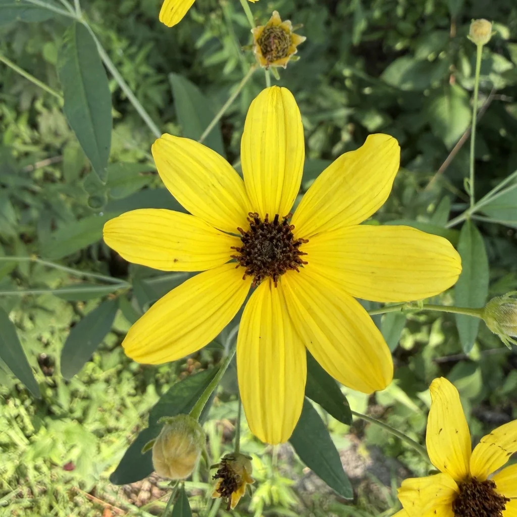 Coreopsis Tripteris