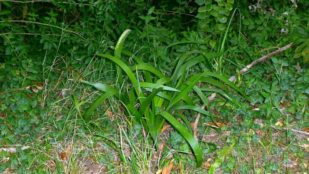Iris Foetidissima