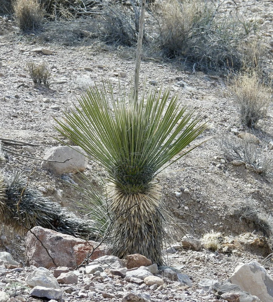 Yucca Elata