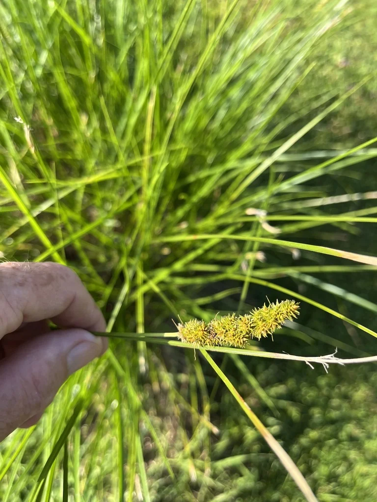 Carex Vulpinoidea