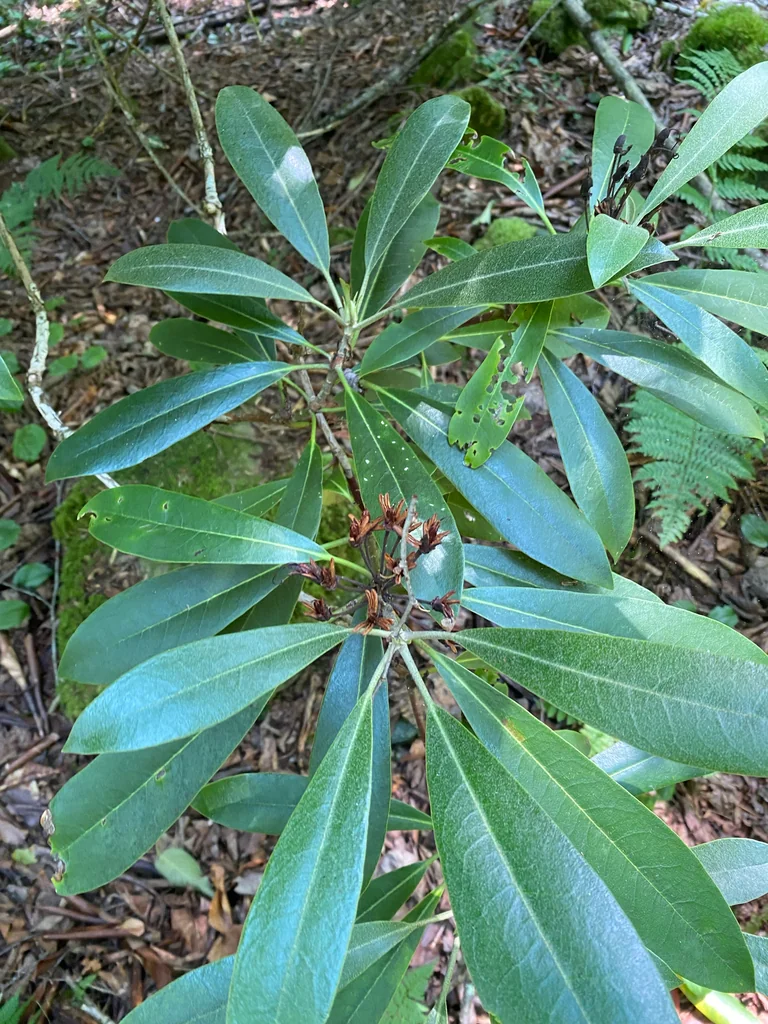 Rhododendron Maximum