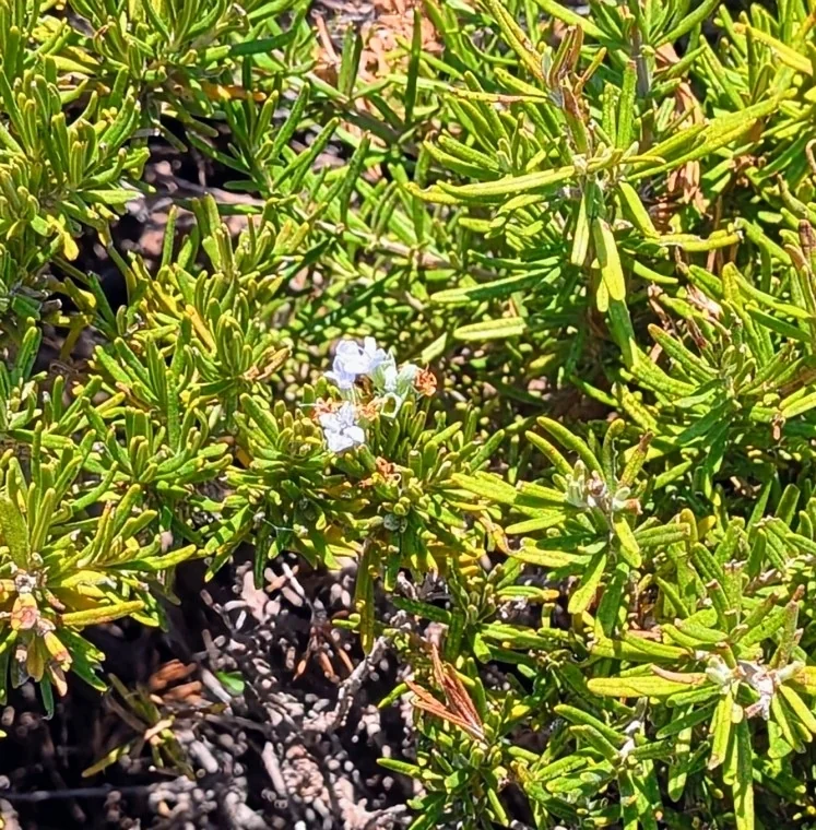 Rosmarinus Officinalis