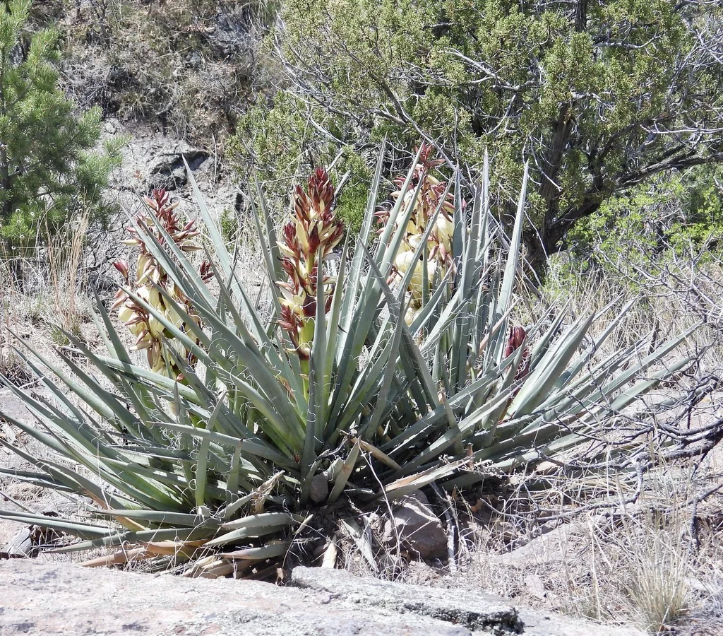 Yucca Baccata