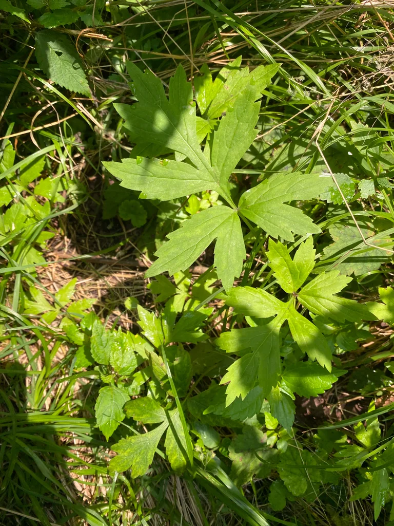 Hydrophyllum Virginianum