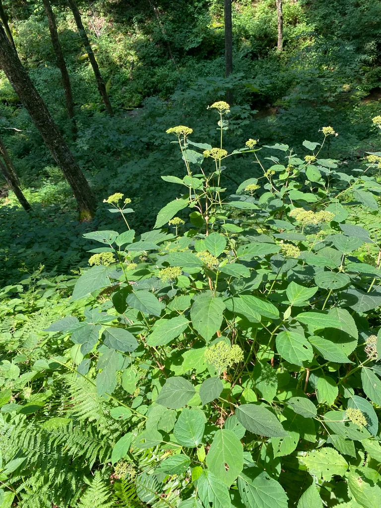 Hydrangea arborescens
