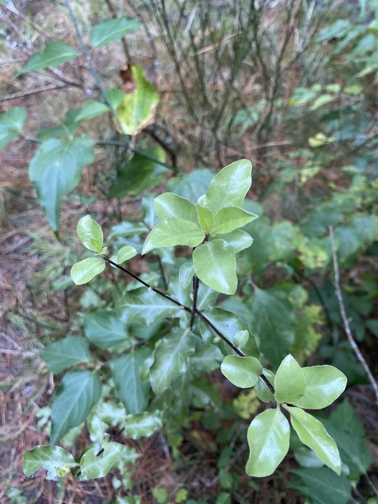 Pittosporum Tenuifolium