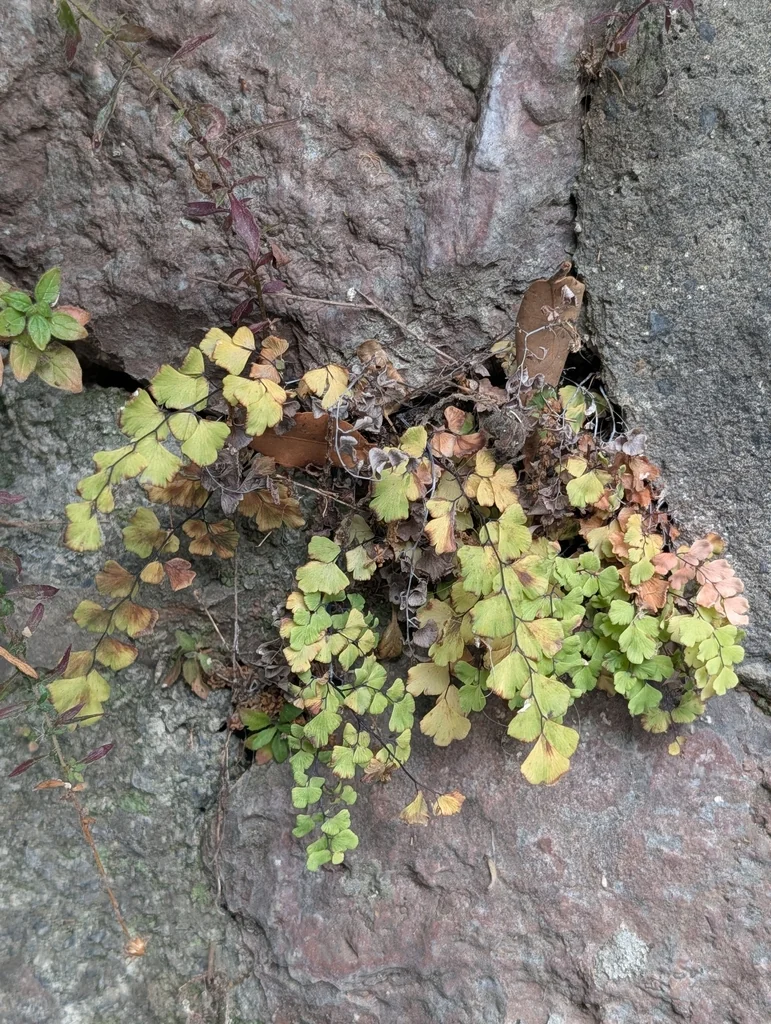 Adiantum Capillus-Veneris