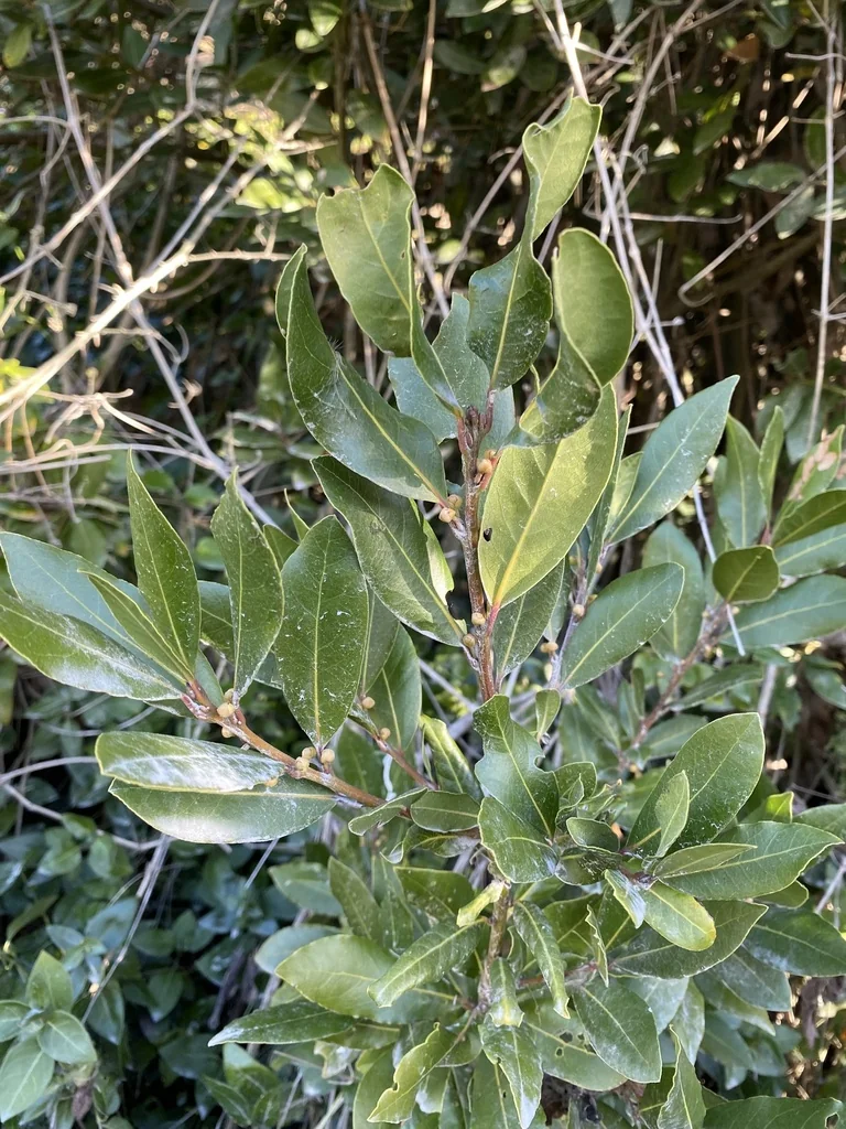 Laurus Nobilis