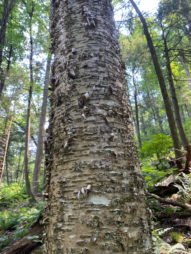 Betula Alleghaniensis