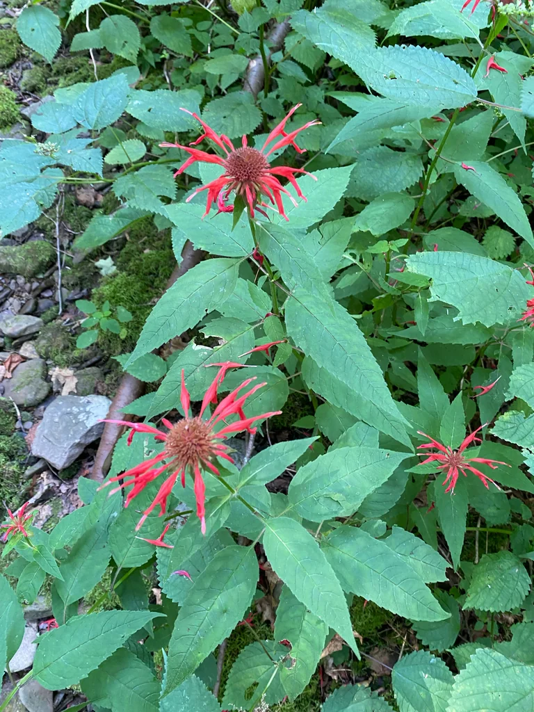 Monarda didyma
