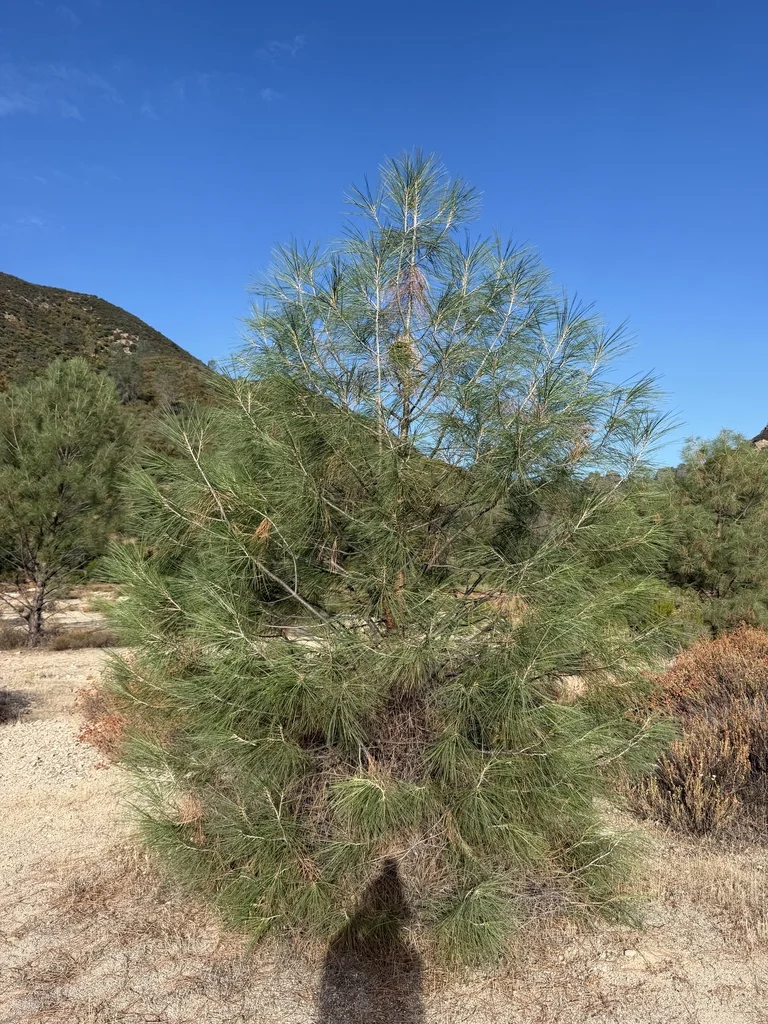 Pinus Sabiniana