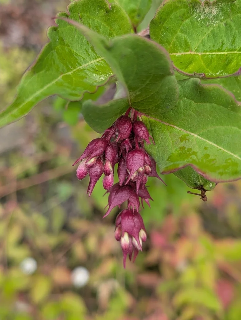 Leycesteria formosa