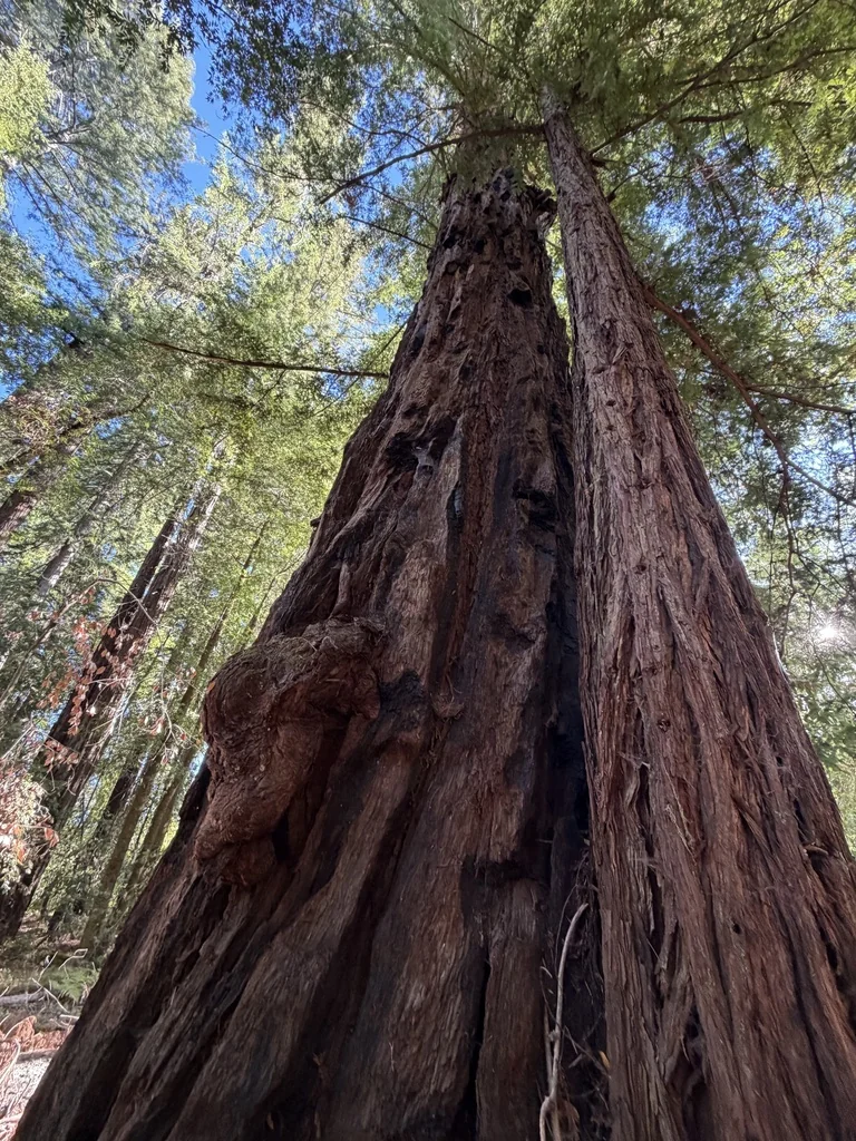 Sequoia sempervirens