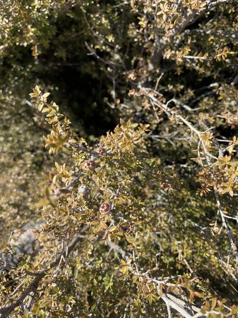 Leptospermum Scoparium