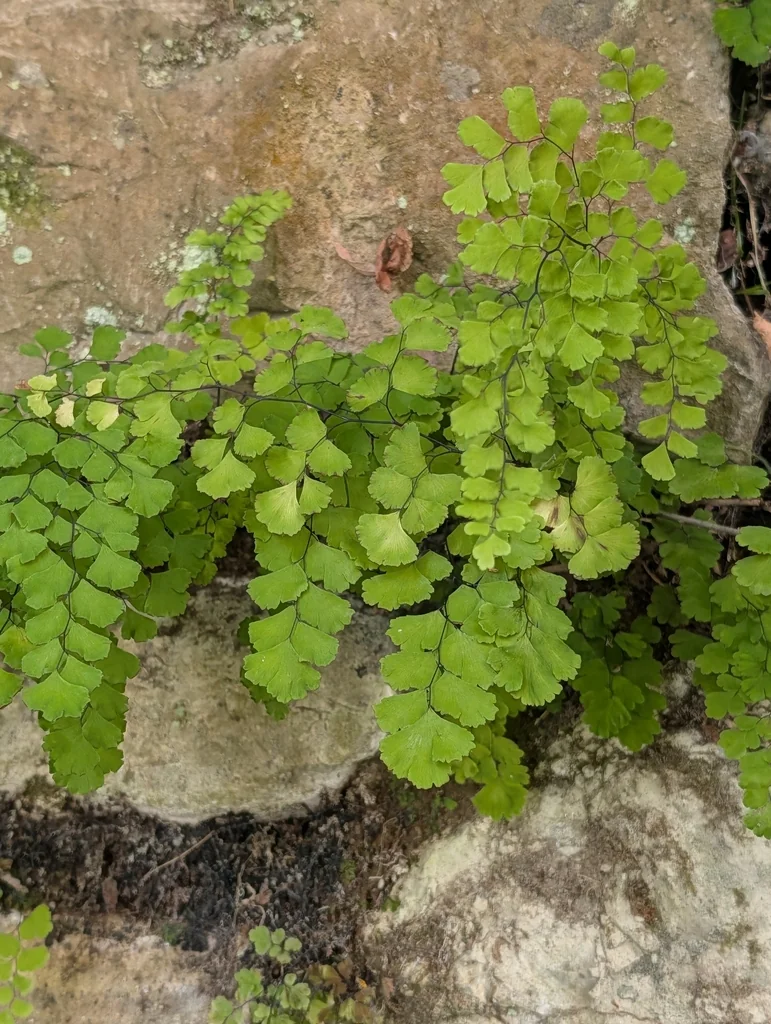 Adiantum Capillus-Veneris