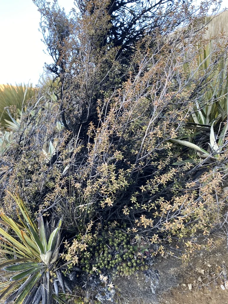 Leptospermum Scoparium