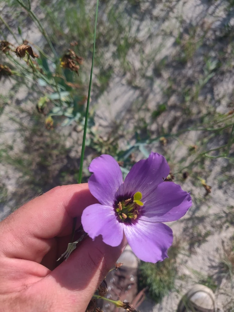 Eustoma Grandiflorum
