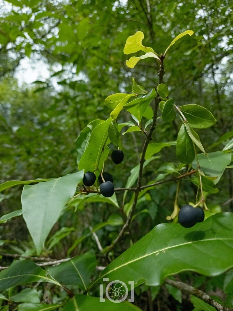 Chionanthus Virginicus