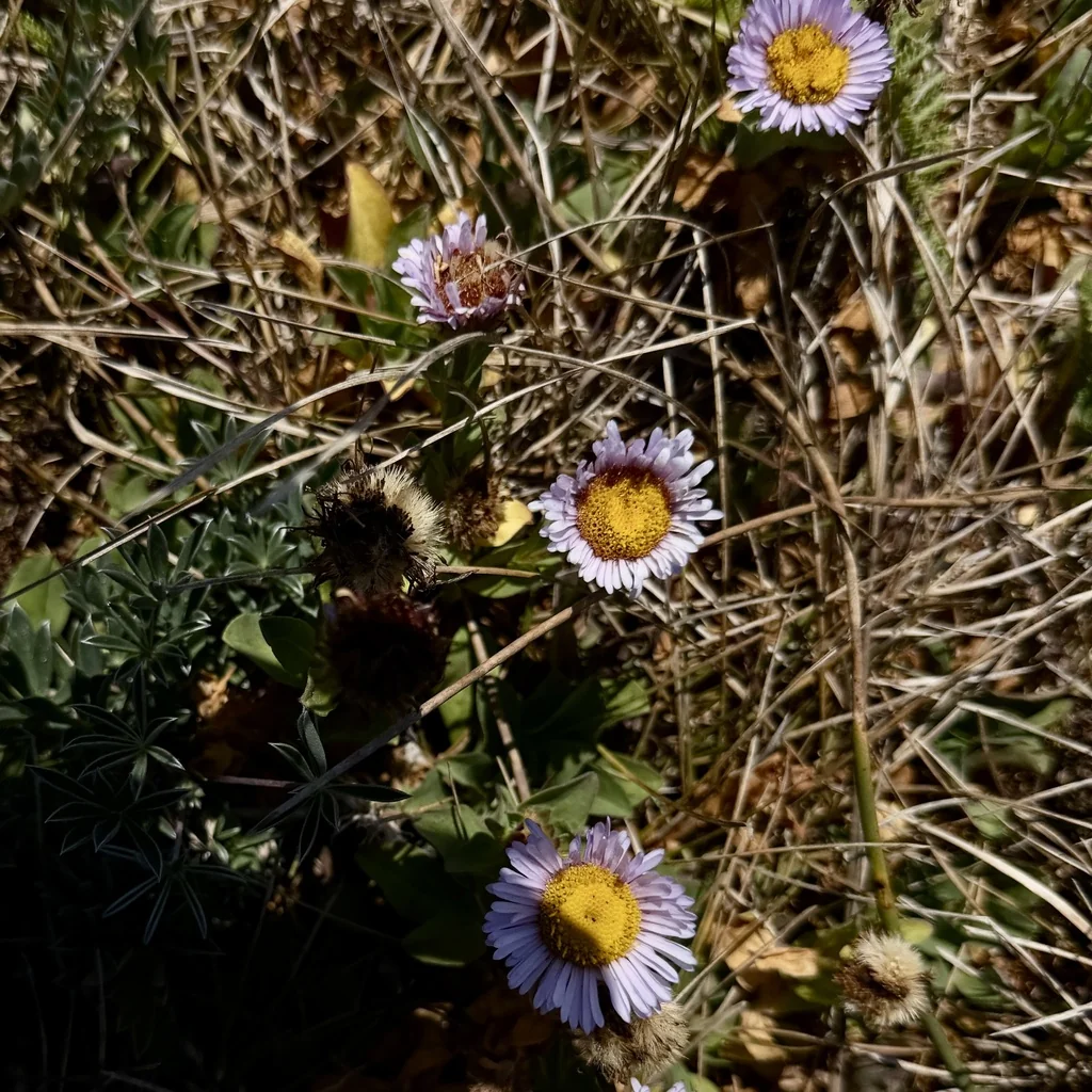 Erigeron Glaucus
