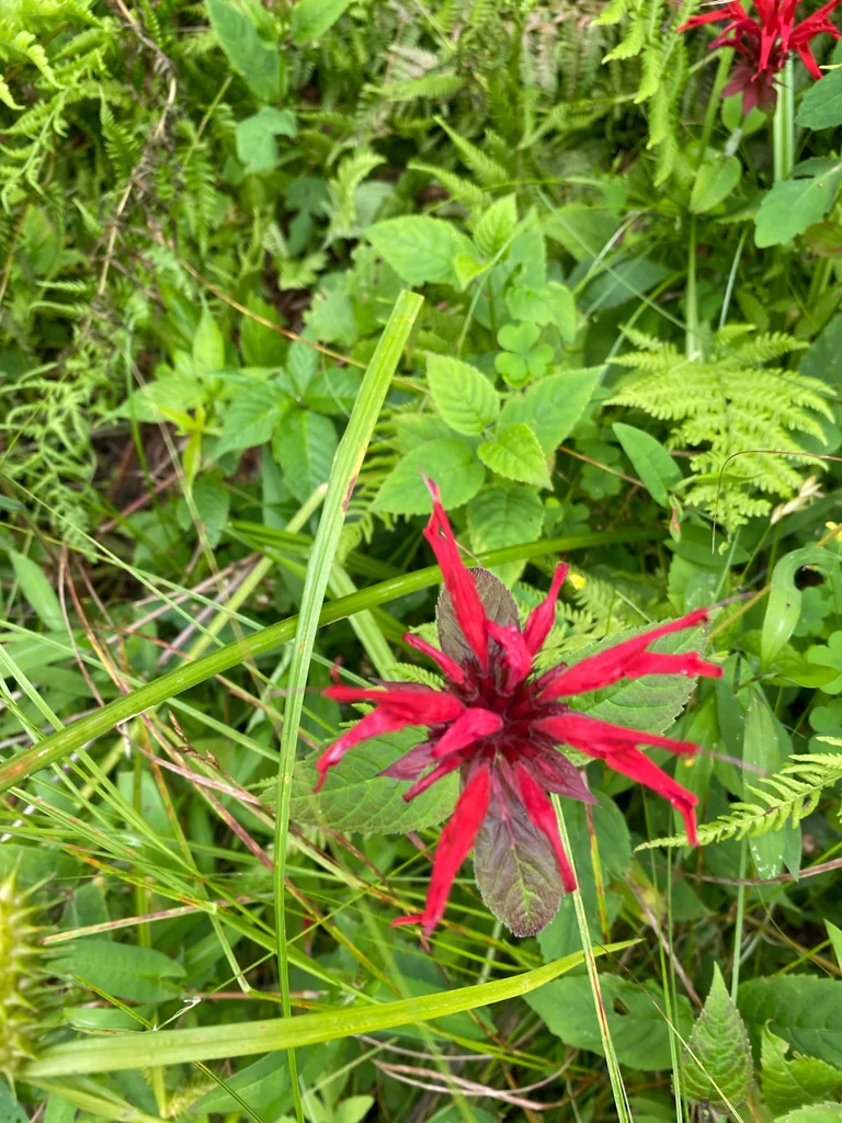 Monarda didyma