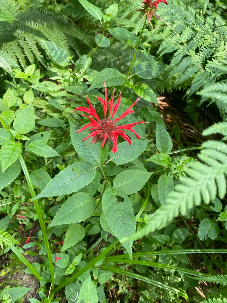 Monarda didyma
