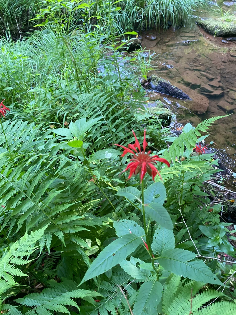 Monarda didyma