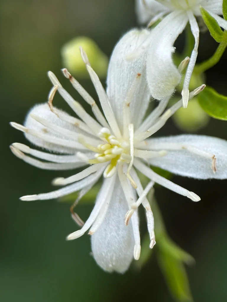Clematis Ligusticifolia