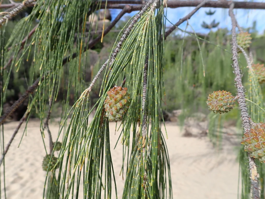 Casuarina Equisetifolia