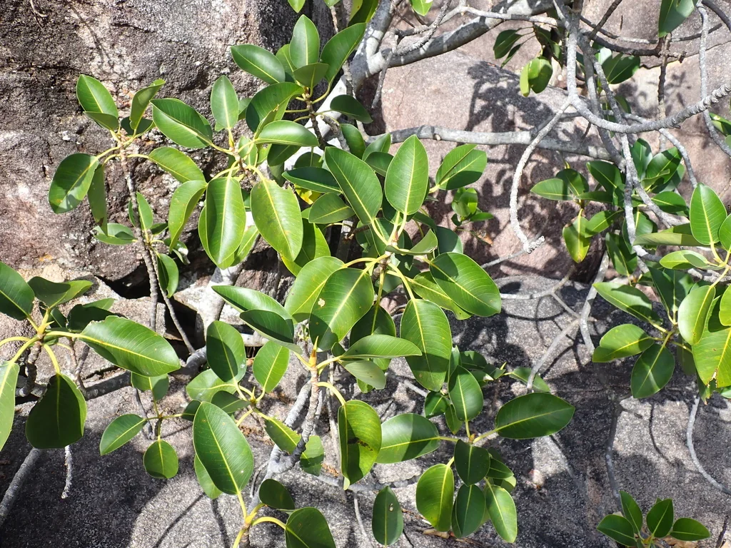 Ficus rubiginosa