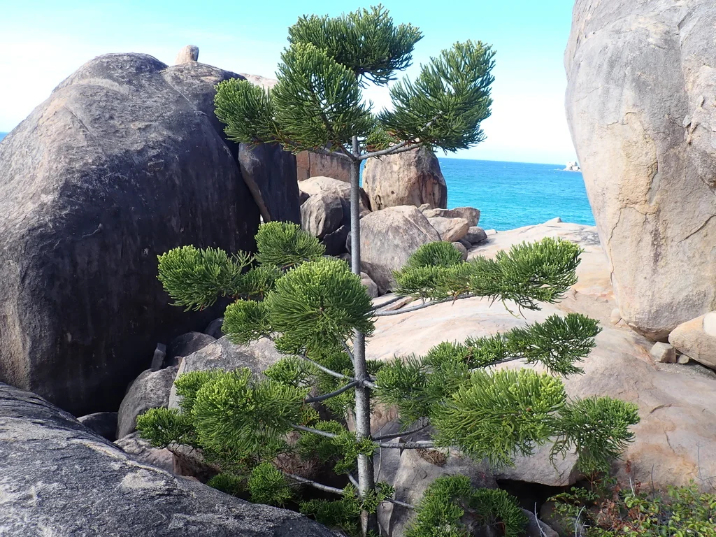 Araucaria Cunninghamii