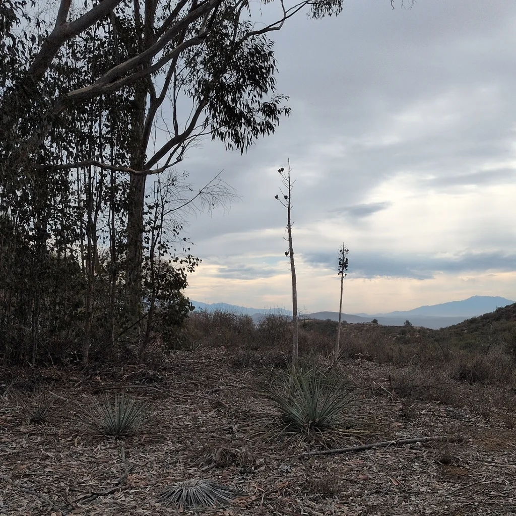 Yucca Whipplei
