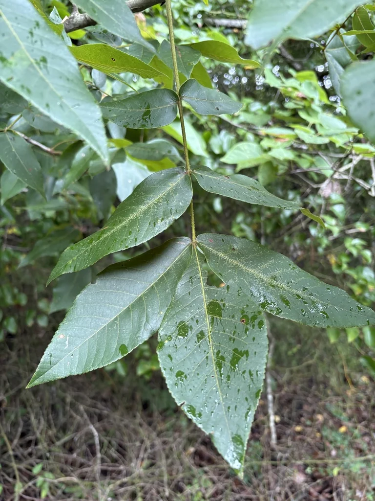 Carya Tomentosa