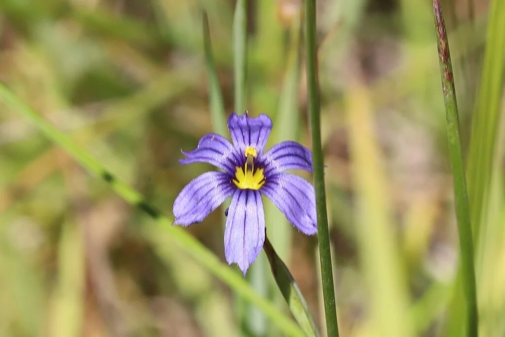 Sisyrinchium Bellum