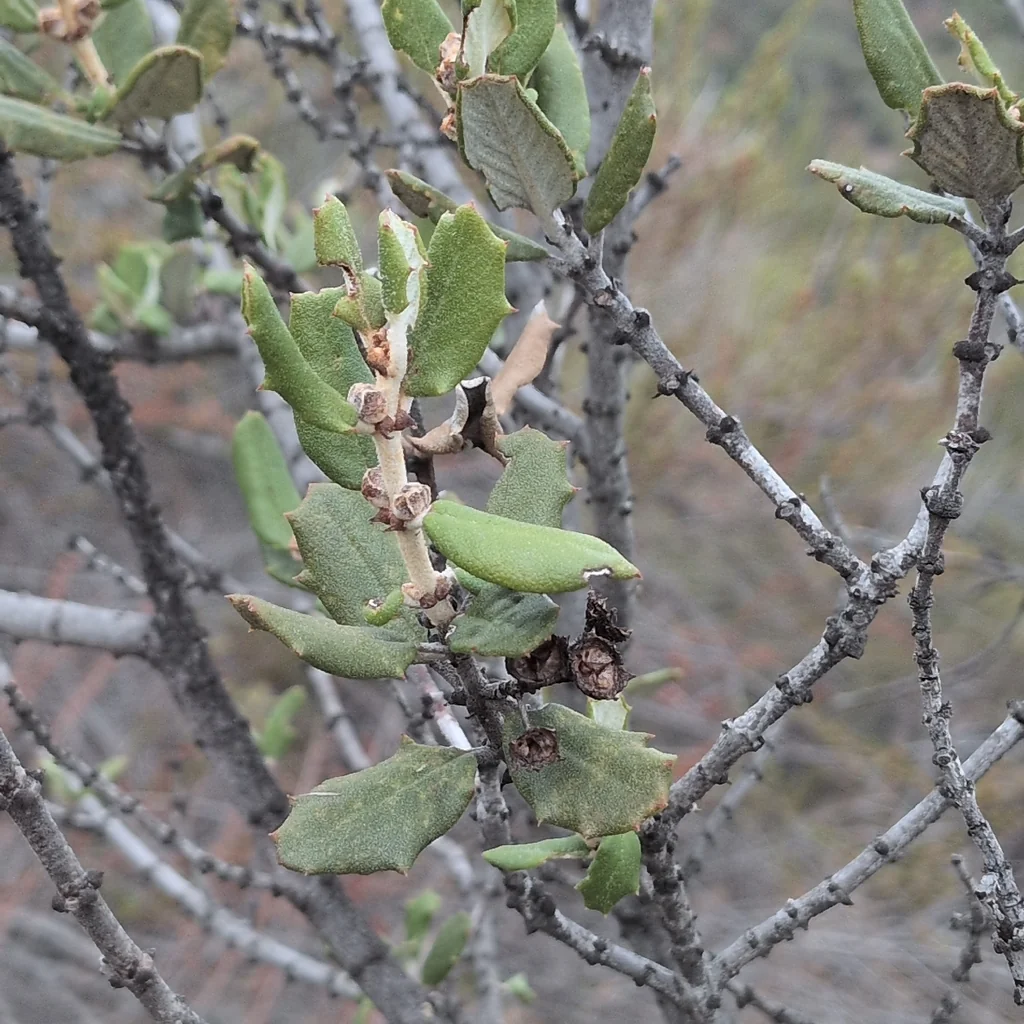 Ceanothus Crassifolius