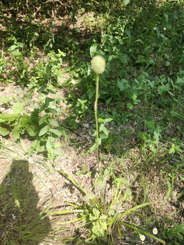 Anemone Virginiana