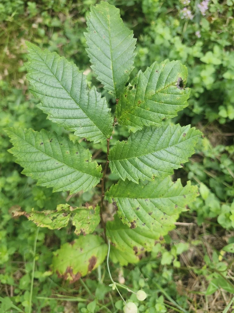 Ulmus Americana