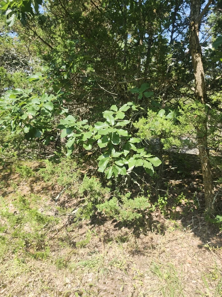 Quercus Muehlenbergii