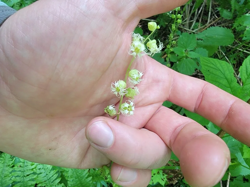 Tellima Grandiflora