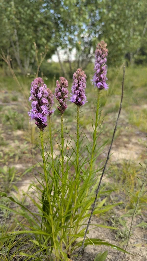 Liatris Spicata