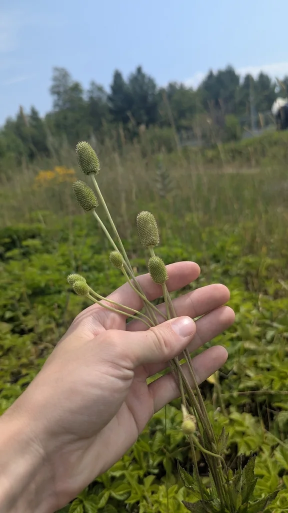 Anemone Virginiana