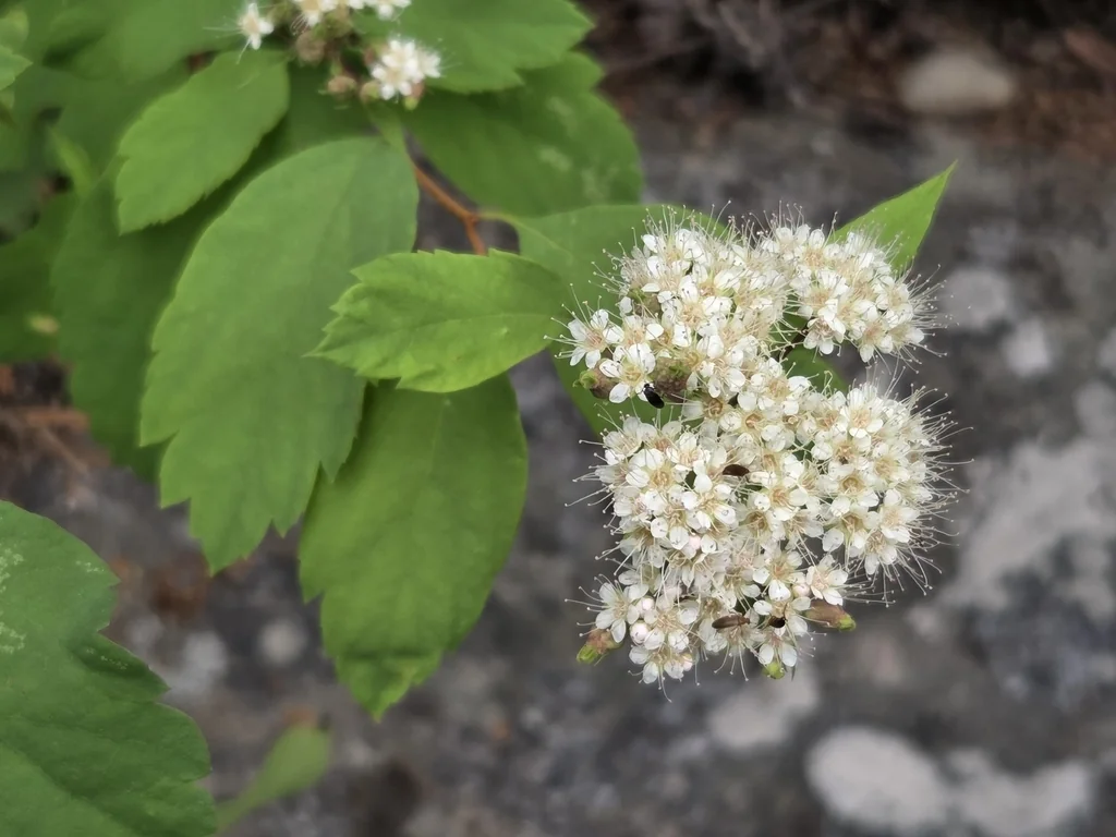 Spiraea Betulifolia Var. Lucida