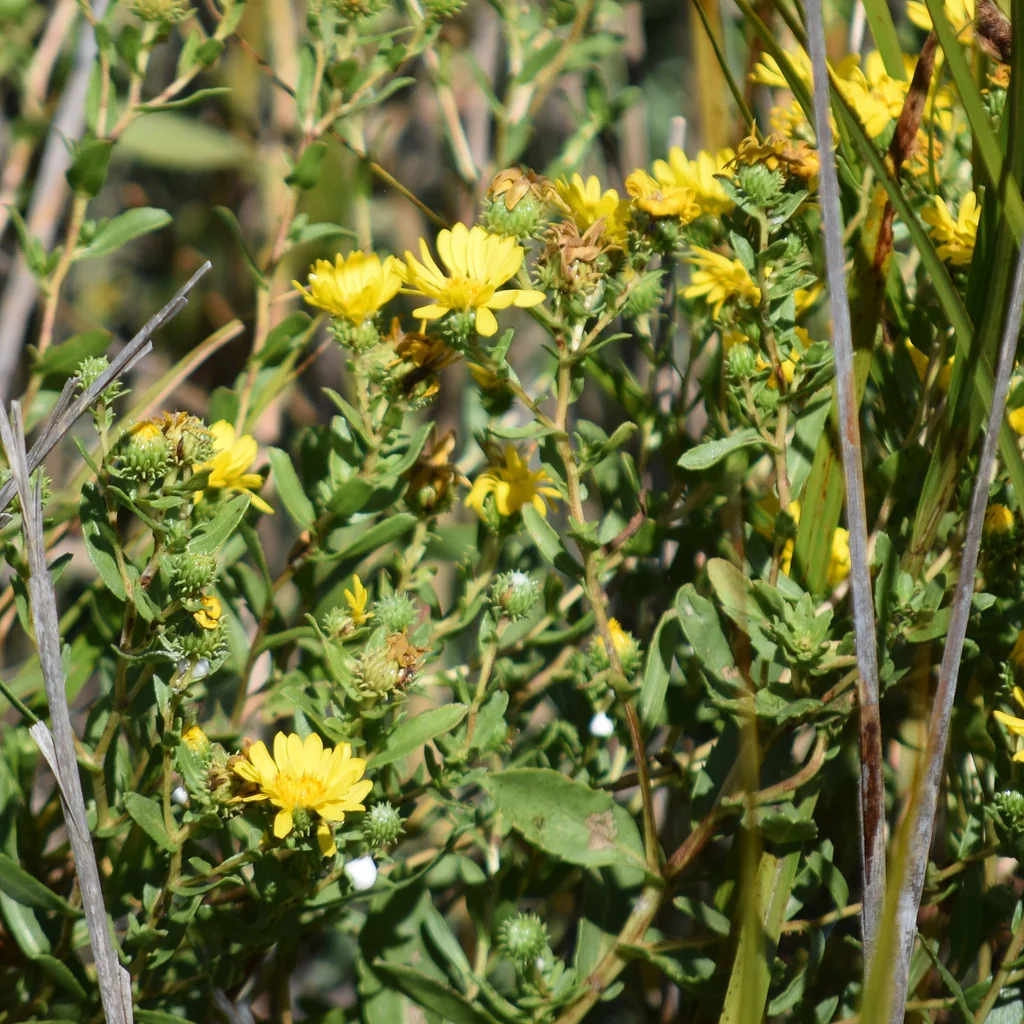 Grindelia stricta