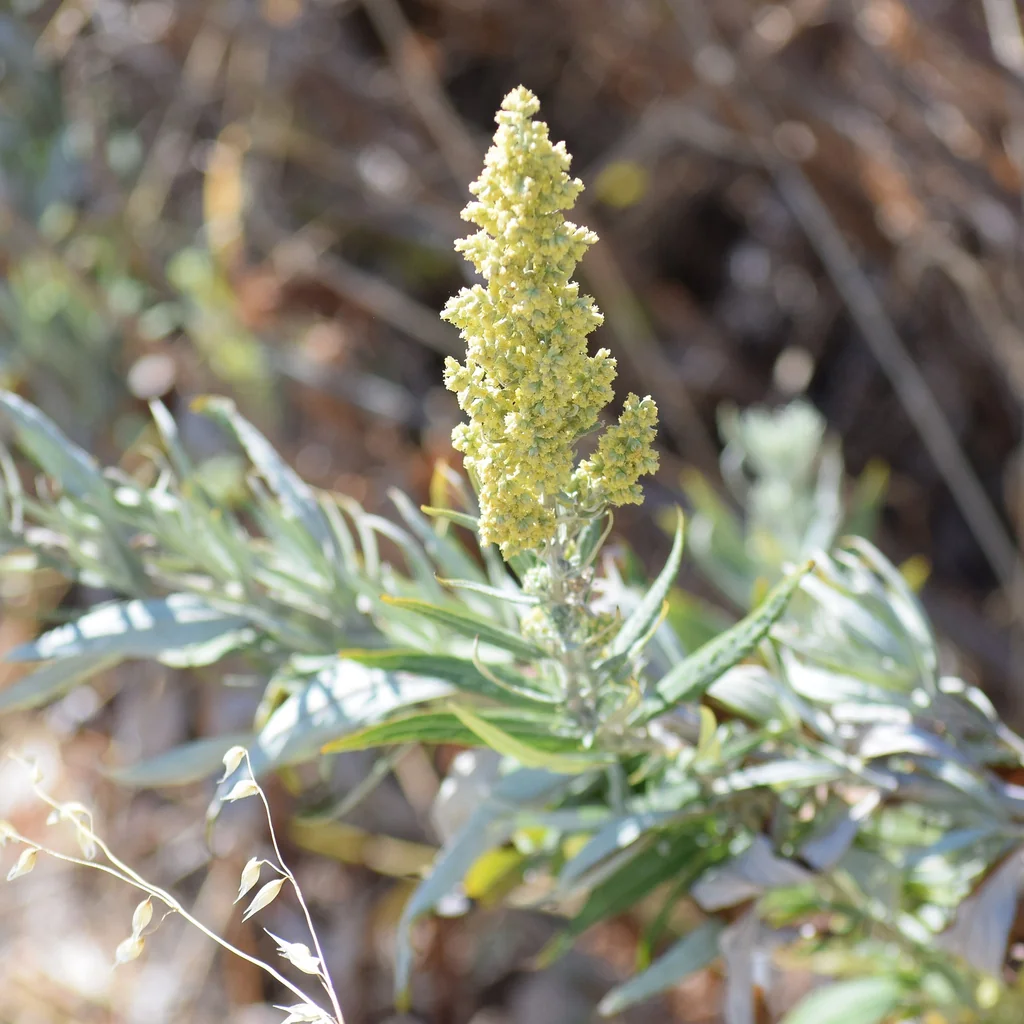 Artemisia Douglasiana