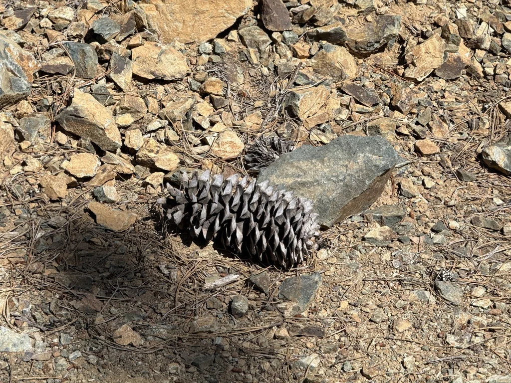 Pinus Lambertiana