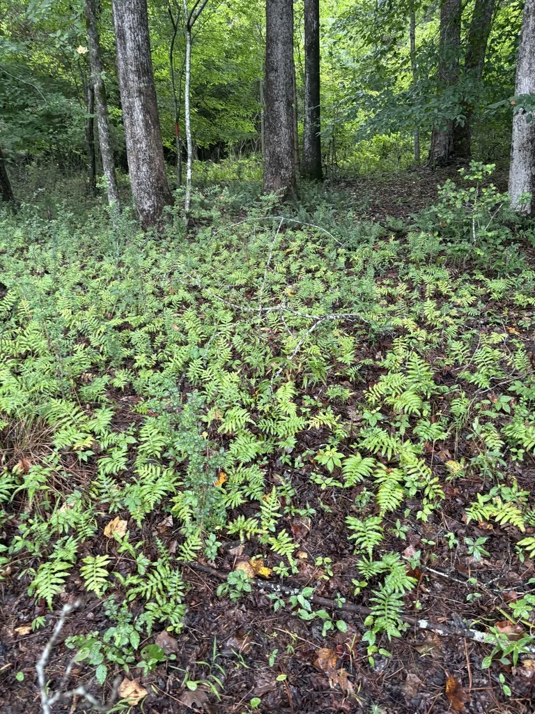 Woodwardia Areolata
