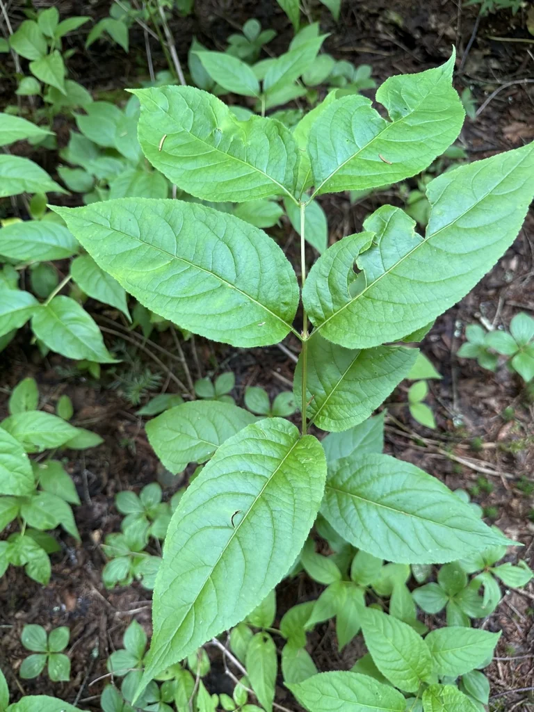 Diervilla Lonicera