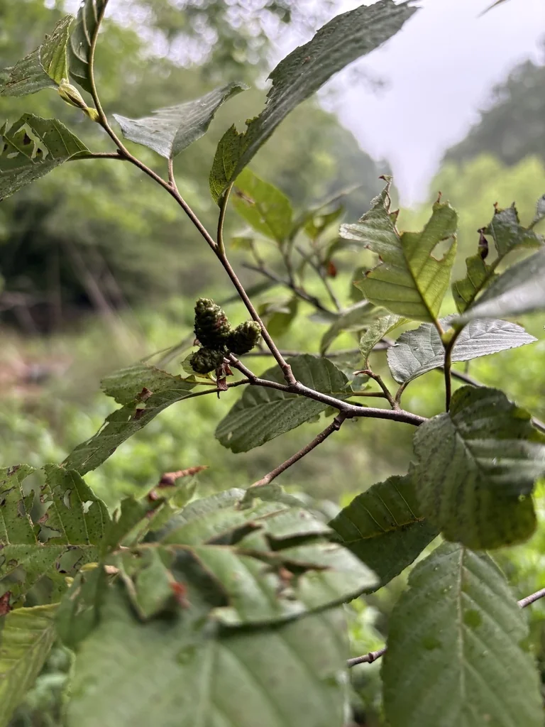 Alnus Serrulata