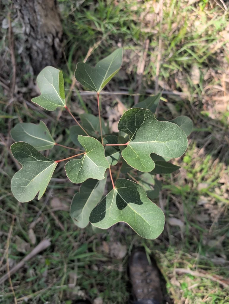 Brachychiton Populneus