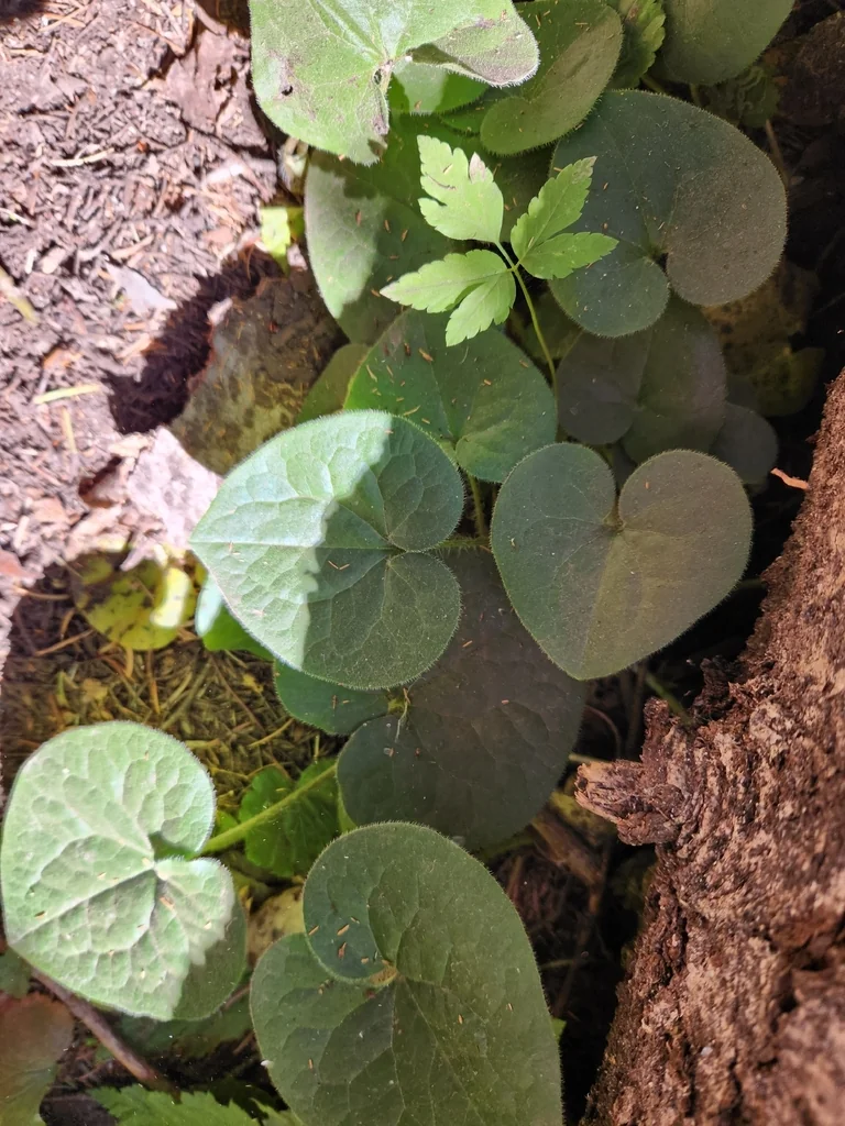Asarum Caudatum