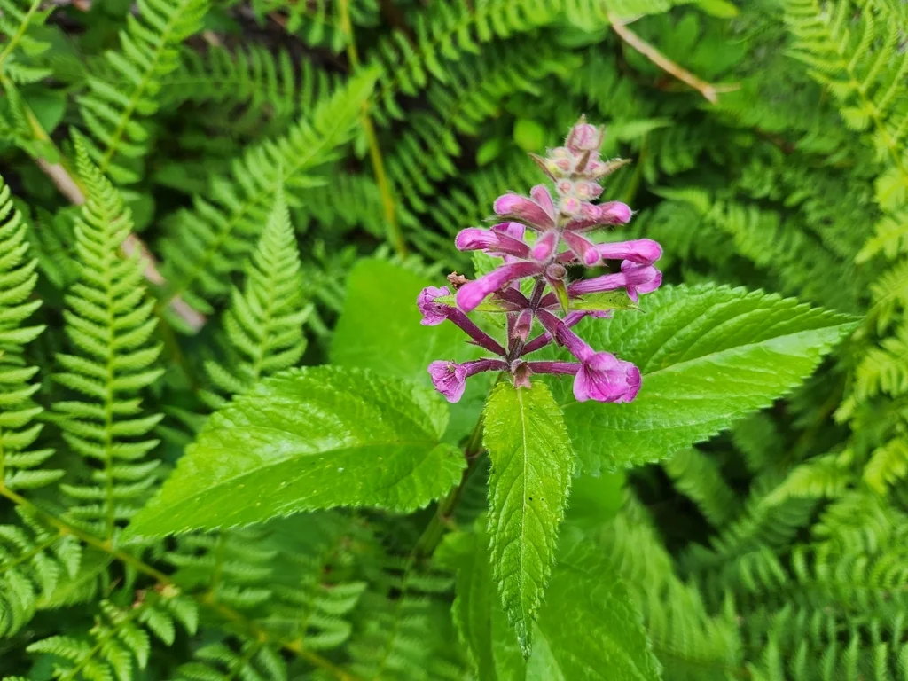 Stachys chamissonis